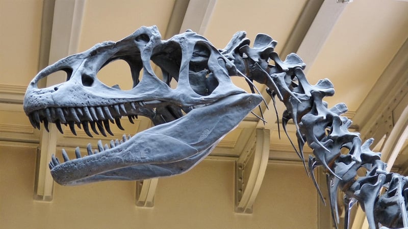 Exploring Dinosaurs